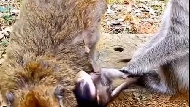 Забота о потомстве смотреть онлайн