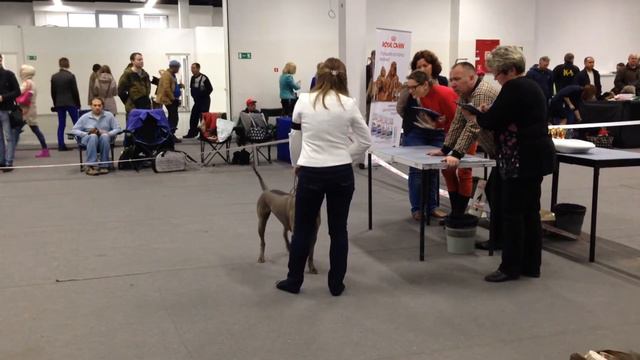 выставка Тайский риджбек NELLIREL BONNY SONG BOB, CAC, эксперт Васильев О смотреть онлайн