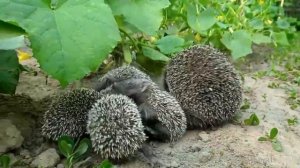 Ёжик, ЕЖИХА С ЕЖАТАМИ на огороде. Маленькие - детки хоть куда. Видео прикол с милыми животными ?
