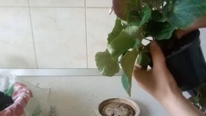 Уход за магазинным цикламеном и пересадка сеянцев. #цветы #цикламен #цикламенизсемян