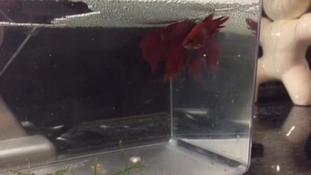 самец и самка рыбки-петушка смотреть онлайн