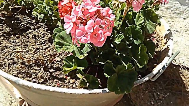 el geranio y la mariposa