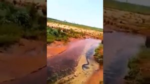 В Кыргызстане нашли 12 метровую Змею