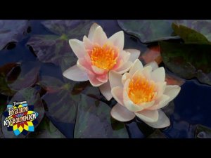 Нимфея Chrysantha (Хрисанта) кувшинка, waterlily, водные растения, пруд