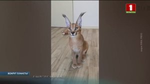 Хит Интернета: каракал с гибкими ушами. Вокруг планеты