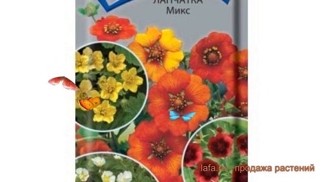 Лапчатка непальская Микс (miks) ? непальская лапчатка Микс обзор: как сажать, семена лапчатки Микс