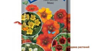 Лапчатка непальская Микс (miks) ? непальская лапчатка Микс обзор: как сажать, семена лапчатки Микс