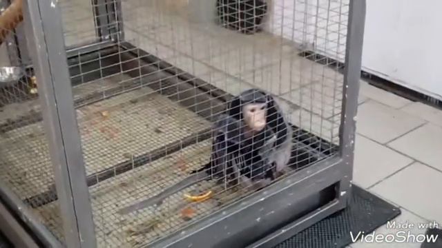 Обезъянка укуталась в плед и заснула) смотреть онлайн