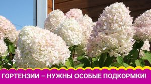 КРАСОТКИ- ГОРТЕНЗИИ ЛЮБЯТ ПОКИСЛЕЕ.