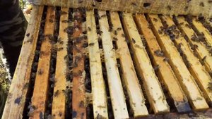 Борьба с варроатозом продолжается!!! Причины разграбления пчелосемьи.