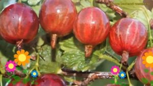 Крыжовник обыкновенный Салют. Краткий обзор, описание характеристик ribes uva crispa Salyut