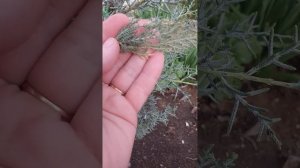 Хвойные. Как выглядет Кипарис аризонский (сорт 'Blue lce').