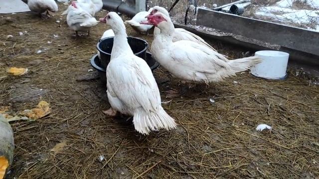 САМЫЙ ПЛОХОЙ ХОЗЯИН КОРМИТ СВОЁ ХОЗЯЙСТВО! МОИ МУСКУСНЫЕ УТКИ ТЯЖЕЛОЙ ЛИНИИ ?. СМОТРЕТЬ ДО КОНЦА ?? смотреть онлайн