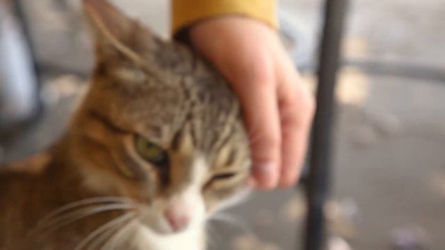 Ласку заслуживают все кошки! ДОМАШНИЕ ЖИВОТНЫЕ