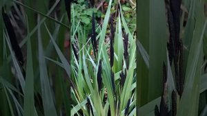 спартина гребенчатая.самый раннецветущий злак.