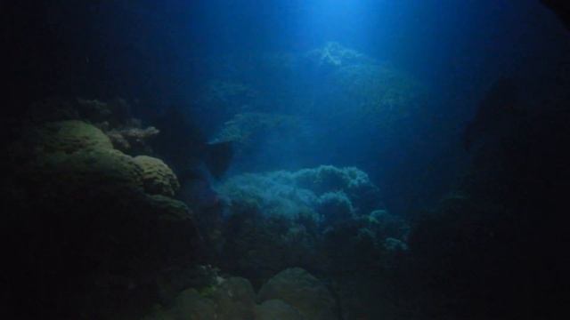 Sharks in the dark - Nikon W300 - Norman Reef смотреть онлайн