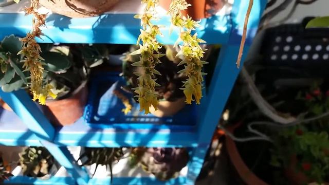 How to take seeds from your Echeveria succulent смотреть онлайн