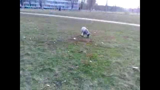 Мелкая))))) смотреть онлайн