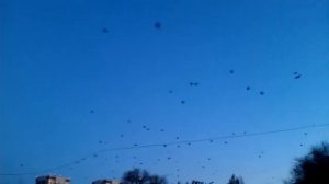 Вороньё нападает на центр Воронежа