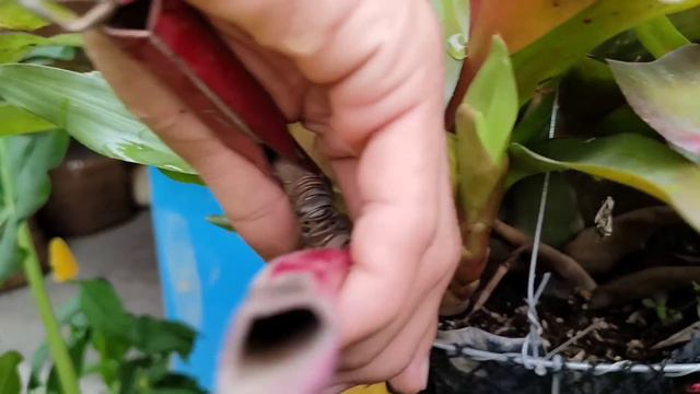 BROMELIADS CARE TIPS 