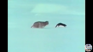 Норка против рыси. Норка против зайца.