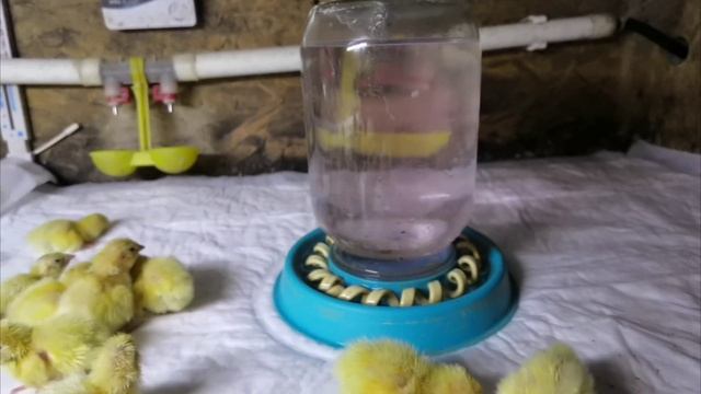 Для новичков!! Вылупились птенцы перепелов, как не загубить малышей!!Какие действия)))