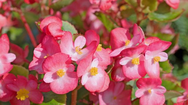 15 essbare Blumen, mit den Sie Ihre Speisen PERFEKT verzieren können смотреть онлайн