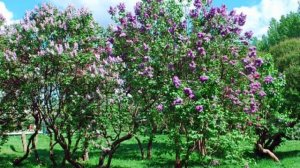 The lilac garden.avi