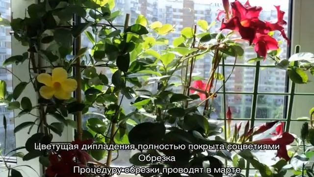 Дипладения — выращивание и уход в домашних условиях смотреть онлайн