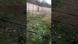 Ферма на 50 голов для откормы Быков привязного содержания ,в процессе стройки …