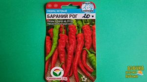 ПЕРЕЦ ОСТРЫЙ: БАРАНИЙ РОГ. КРАТКИЙ ОБЗОР. ОПИСАНИЕ. ХАРАКТЕРИСТИКА. CAPSICUM ANNUUM 'BARANIY ROG'