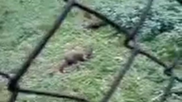 Vydra říční смотреть онлайн