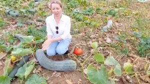 САМАЯ ОГРОМНАЯ ТЫКВА - Семейная! +рецепт сока!