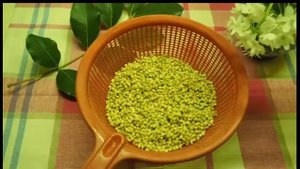 Молоко из зелёной гречки. Как приготовить