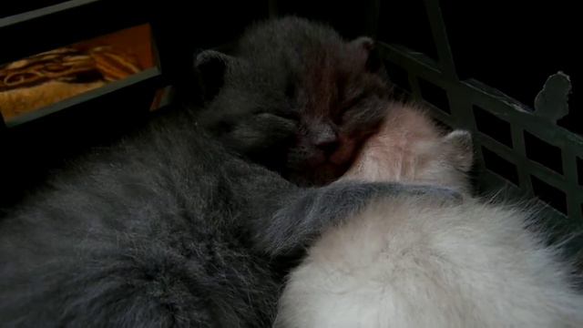 СПОКОЙНОЙ НОЧИ САША от сонных котяток смотреть онлайн