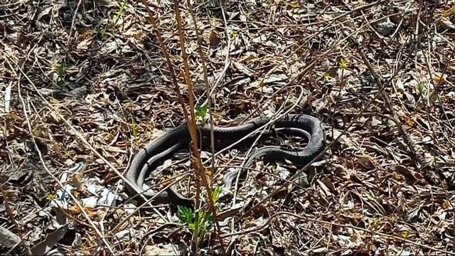 Змея уж. КЕКС ЗМЕЙ ? видео про змей природу . Природа не ядовитые змеи. Snake