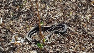 Змея уж. КЕКС ЗМЕЙ ? видео про змей природу . Природа не ядовитые змеи. Snake