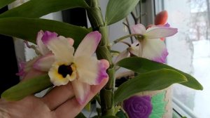 через сколько зацветёт дендробиум с кейка?