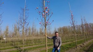 Magnolia 'Heaven Scent' - Van den Berk on Trees