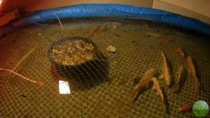 Записки из ЗаСада. Выпуск #1: Подмена воды. Зимовка рыбы в подвале. Ожившая нимфея. Мор стерляди