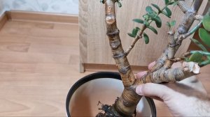 Денежное дерево пересадка.