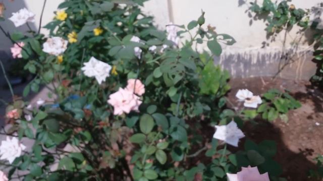Do this After Rainy Season/how to Save plants+12 gardening Hacks