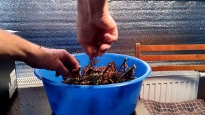 Заготавливаю семена щавеля