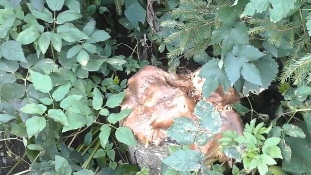 гигантская ВЕШЕНКА в сентябре на пнях, купить мицелий +38 066 13 77 579 смотреть онлайн