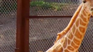 Жирафёнок впервые вышел к людям в зоопарке Мехико