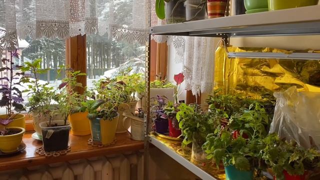 Цены на продукты растут . Посадим побольше овощей . Подготовка к посевной .