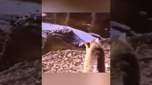 Страшнее кошки зверя нет. Факт