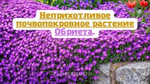 Неприхотливое почвопокровное растение Обриета (Aubrieta).💐