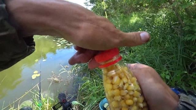 В речке по-колено ПОЛНО РЫБЫ!!!! Рыбалка на поплавок - карась, сазан