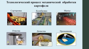 Тема: Первичная кулинарная обработка клубнеплодов. Формы нарезки.